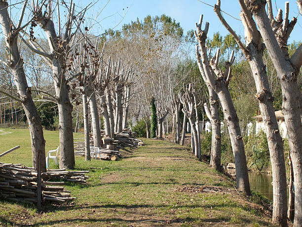istock Avenue of trees 106549946
