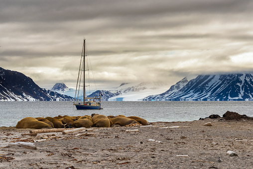 Expedition to northern Svalbard by sailing boat, walrus colony