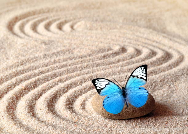 istock A blue vivid butterfly on a zen stone with circle patterns in the grain sand. 1065509462