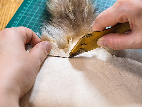 workshop of manufacturing of coats from raccoon fur - furrier cuts a fur pelt by brass knife