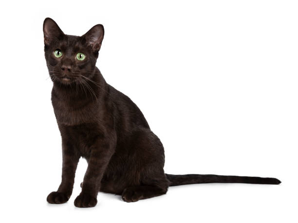 istock Young Havana Brown cat kitten sitting half side ways looking straight ahead beside camera with mesmerising green eyes. Isolated on white background. 1065513986