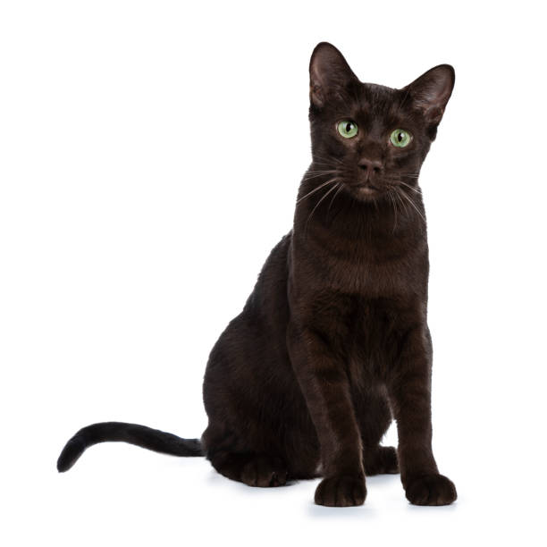 istock Young Havana Brown cat kitten sitting half  side ways looking beside camera with mesmerising green eyes. Isolated on white background. 1065514520