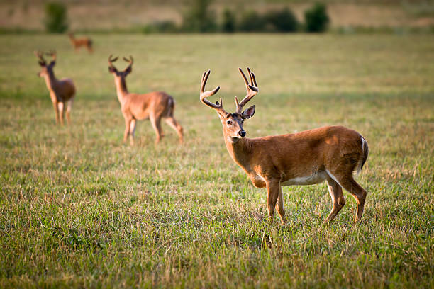 White Tailed Deer Wildlife Animals in Outdoors Nature stock photo