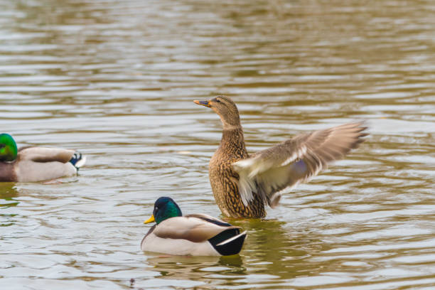 lago dos patos - 6731 - fotografias e filmes do acervo