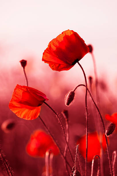 istock Red Poppies in Meadow 106551886