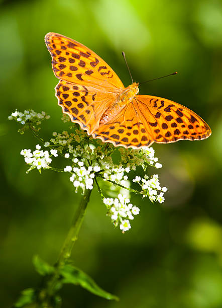 mariposa (argynnis paphia - argynnis fotografías e imágenes de stock