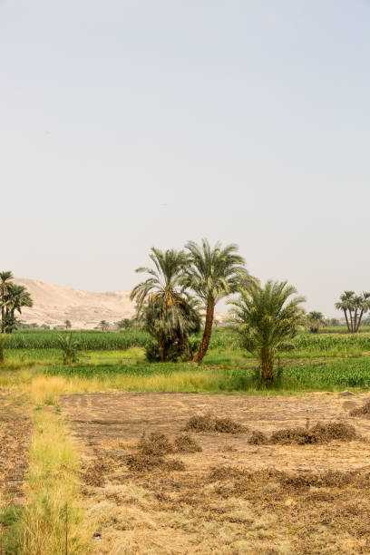 istock Palms on the field neat Nile 1065520402