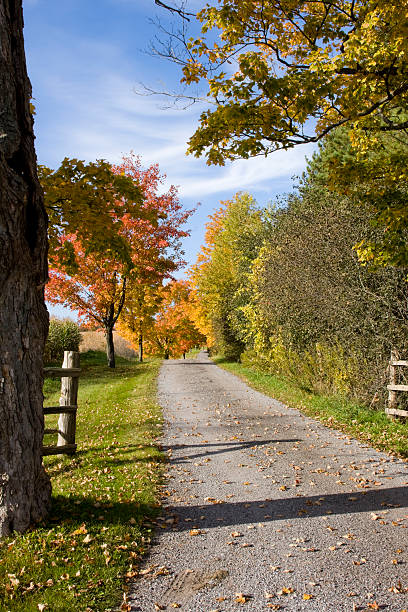 istock Farm drive in autumn, vertical 106552078
