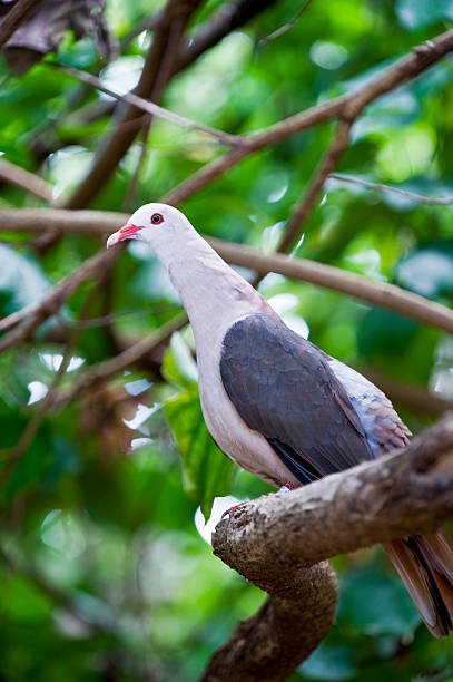 Mauritius Pink Pigeon stock photo