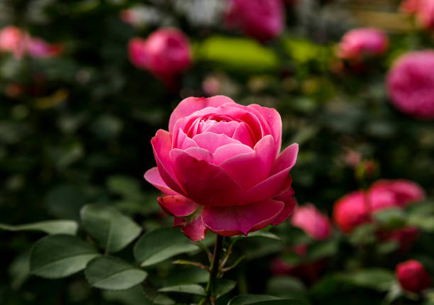 istock Beautiful pink rose surrounded by greenery. Blooming flower on blurred background. Summer garden. Close-up of the floret. 1065521146