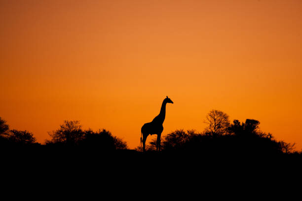 istock Sunset Giraffe Silhouette 1065521442
