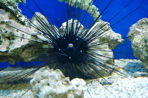Underwater Sea Urchins on a Rock, Close Up Underwater Urchins
