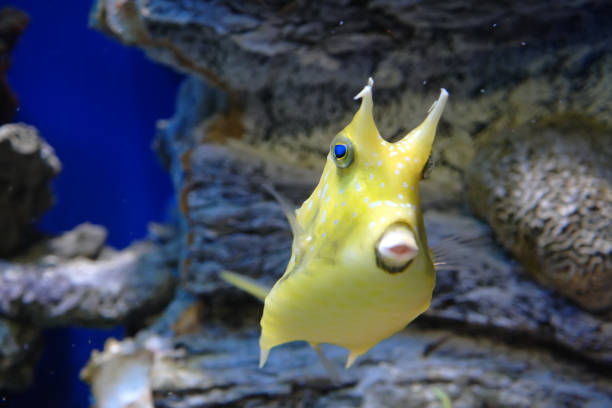 istock Marine reef dwellers. Horned boxfish 1065524192