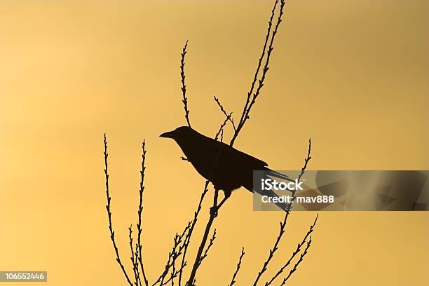 Crow Ruhen Silhouette Stockfoto und mehr Bilder von Ast - Pflanzenbestandteil - Ast - Pflanzenbestandteil, Bedeckter Himmel, Bewegung