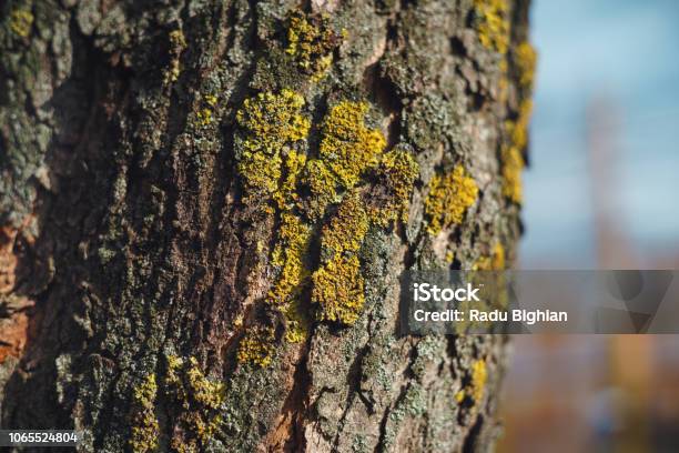 Closeup Of Yellow Xanthoria Parietina Lichen Growing On Tree Bark Stock Photo - Download Image Now
