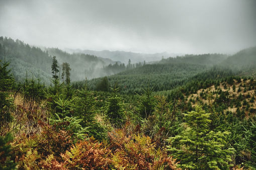 Typical moody Pacific Northwest scene in the Oregon Coast Range