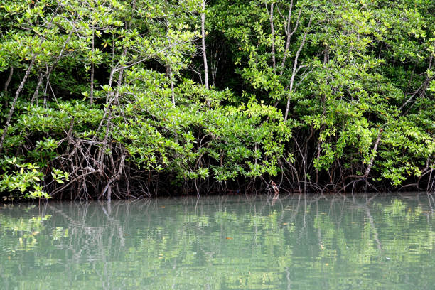 istock Thailand Ko Chang island 1065529468