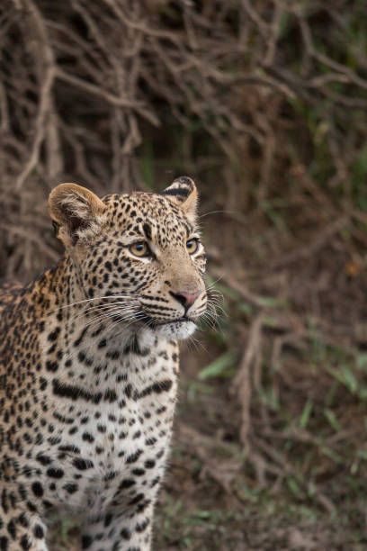 istock Female Leopard head and shoulders photo 1065531636