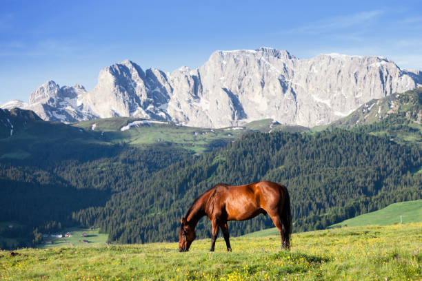 istock Horse at high mountains meadow 1065532916
