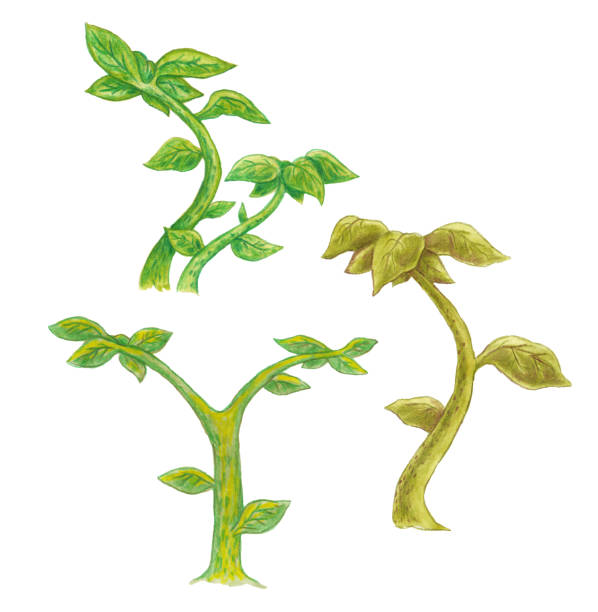 istock Collection of watercolor long green plants 1065532994