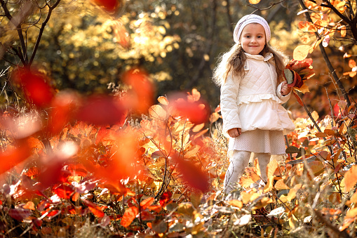 little cute baby girl pick up a bouquet of yellow and red leaves on a sunny autumn day