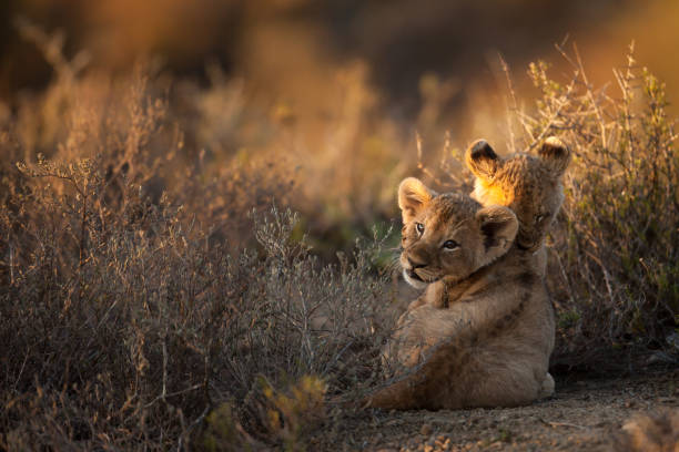 cachorros de león al amanecer - cachorro de león fotografías e imágenes de stock