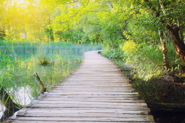 istock Wooden path across river in sunny green forest 1065534736