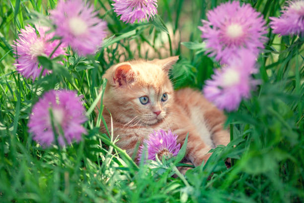 Cute little red kitten sitting in flowers on the grass