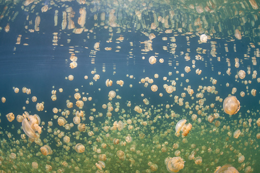 Millions of Golden jellyfish, Mastigias papua etpisonii, are found in Palau's famous Jellyfish Lake, a marine lake inside a limestone island. These endemic jellies contain symbiotic zooxanthellae.