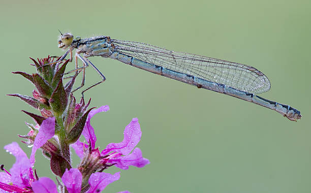 istock Enallagma cyathigerum - common blue damselfly 106553752