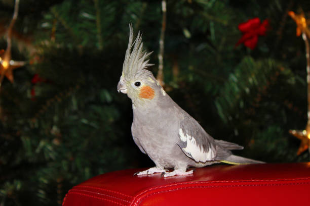 istock Parrot gray cockatiel 1065539244