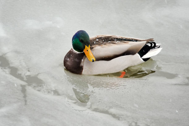 istock Duck in the Ice - Miracles of Nature 1065543080