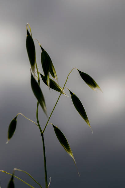 istock spikelets of oats 1065543106