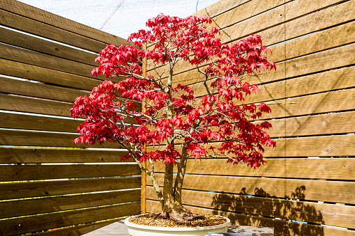japanese maple bonsai tree in sunny day in botanic garden