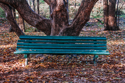 Green Wooden Bench Among Autumn Leaves