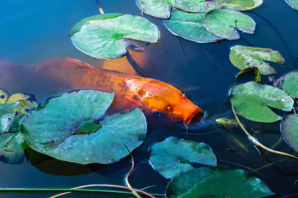 Japan Koifish Carp in Koi pond, KoiCarp in water lake