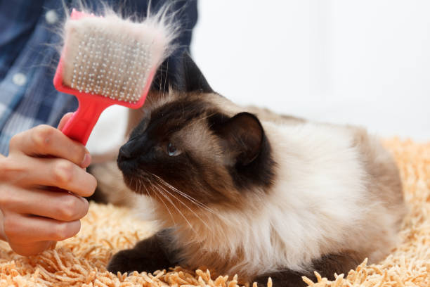 istock Caring for cat fur. Hand combing by comb fluffy cat. 1065544690