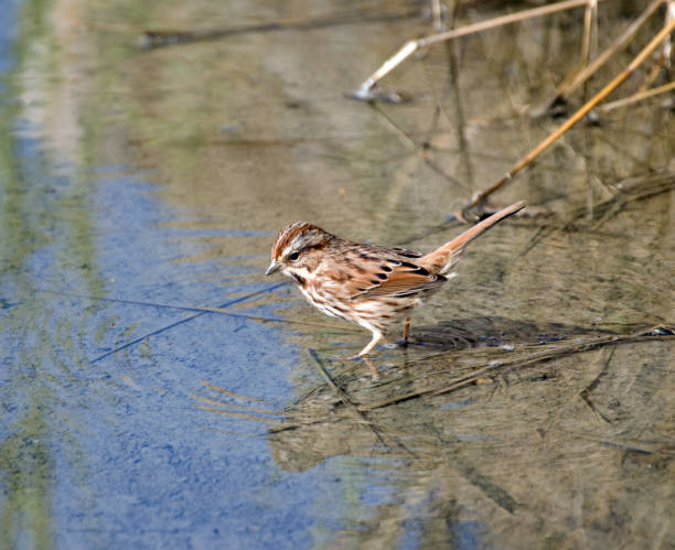 istock Song sparrow in puddle of water 1065545322