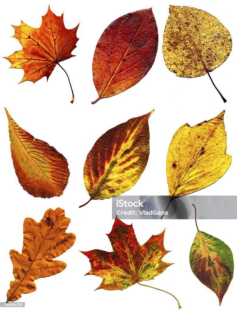 커요 컬렉션 autumnal 잎 - 로열티 프리 0명 스톡 사진