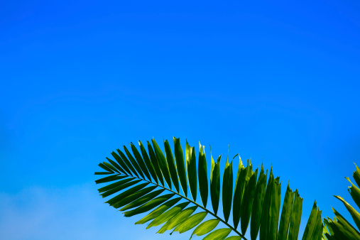 Palm fronds and sky. Good for backgroud