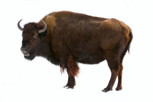 Rear view, big horned bull itches in the zoo, Askania-Nova, Ukraine
