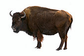 bison isolated