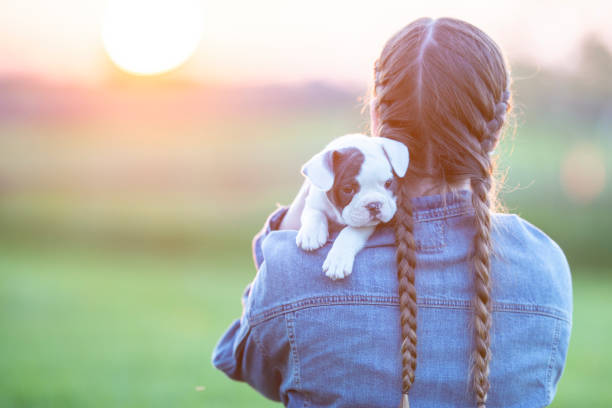 istock Puppy and a sunset 1065549066