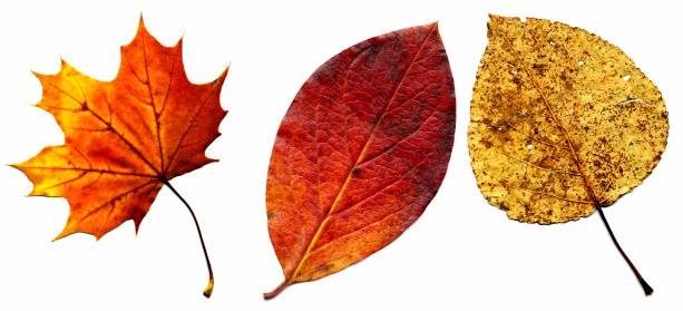 big collection of  a perfect autumnal leaf, displaying a range of warm tones. Over white.