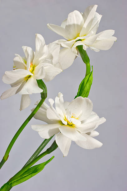 istock Beautiful flowers 106555386