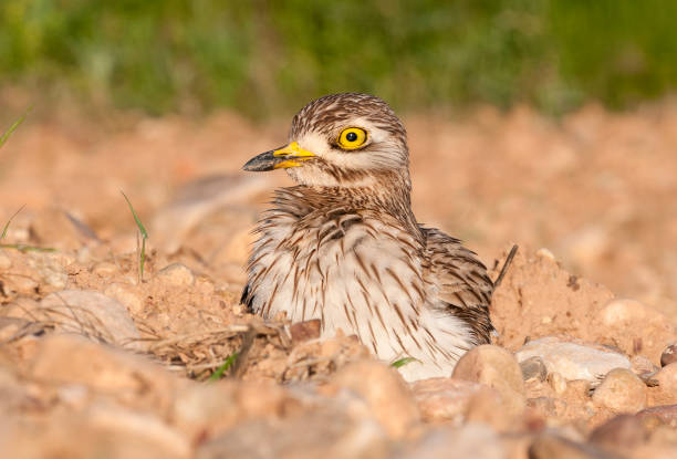 istock Burhinus oedicnemus (Eurasian thick knee, Eurasia Stone-curlew, Stone Curlew) resting on the ground 1065553912