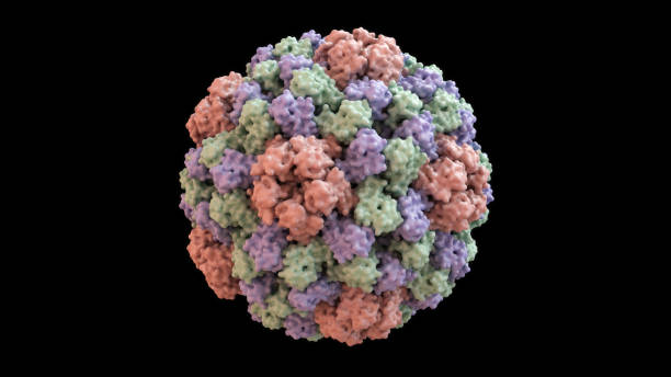 istock 3D CG rendered image of Brome Mosaic Virus capsid (Surface style) 1065554786