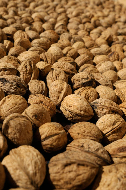 istock Group of nuts, nuts, vegetable oil 1065555140
