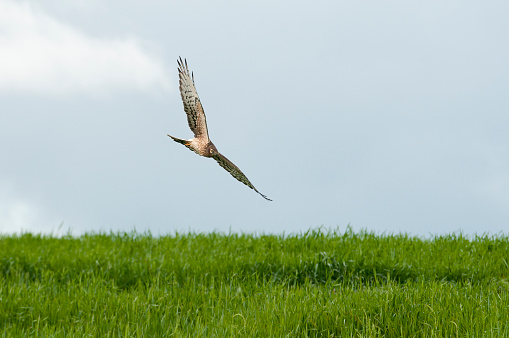 Montagu's harrier (Circus pygargus), female flying over the fields