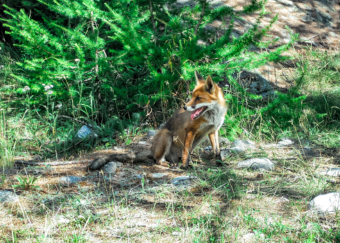 A fox at Grand Paradiso National Park, Aosta Valley Province, Italy, European Alps